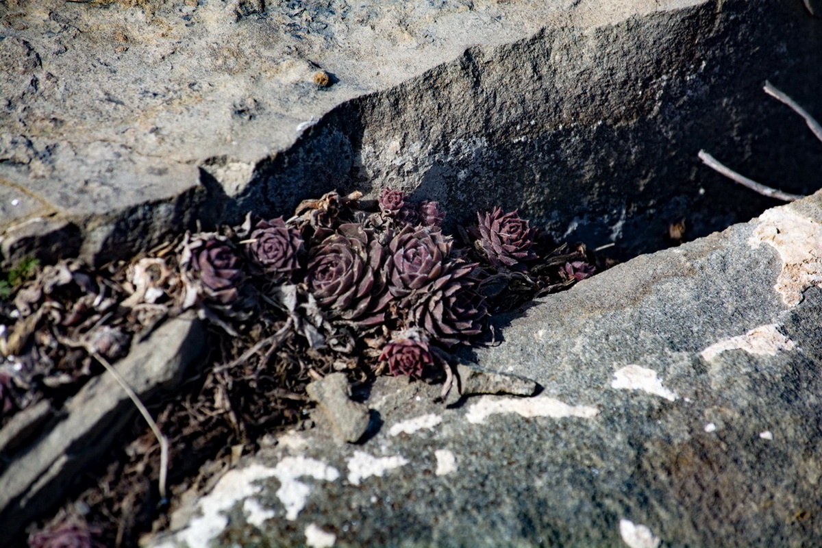 Изображение особи Sempervivum caucasicum.