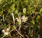 Vaccinium vitis-idaea. Цветущее растение. Кабардино-Балкария, северный склон Эльбруса, ущелье Карачаул, травянистый склон. 07.07.2011.