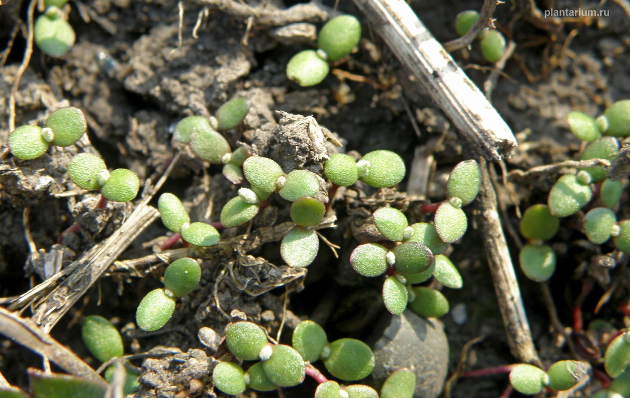 Image of Artemisia santonicum specimen.