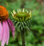 Echinacea purpurea. Верхушка побега с раскрывающимся соцветием. Восточный Казахстан, г. Усть-Каменогорск, Архитектурно-ландшафтный музей-заповедник, в культуре. 11.07.2017.