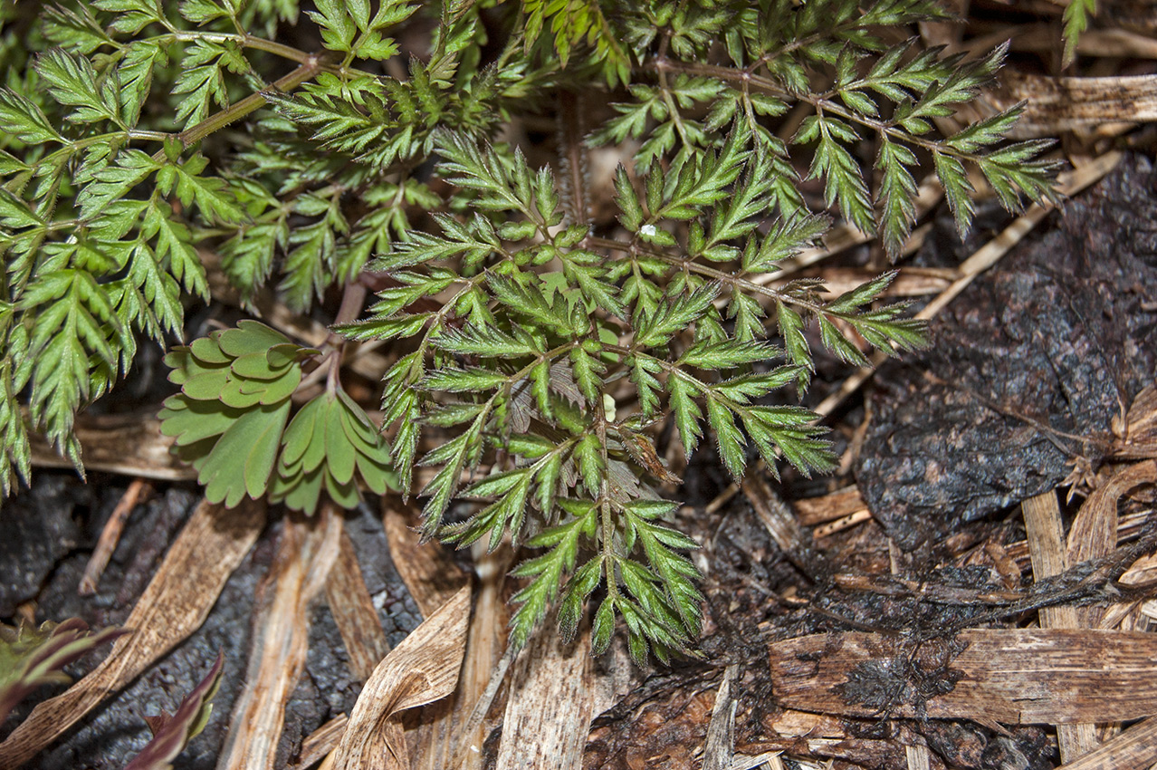 Изображение особи Chaerophyllum prescottii.