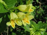 Weigela middendorffiana