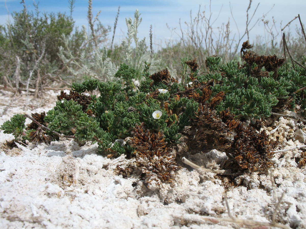 Image of Frankenia mironovii specimen.