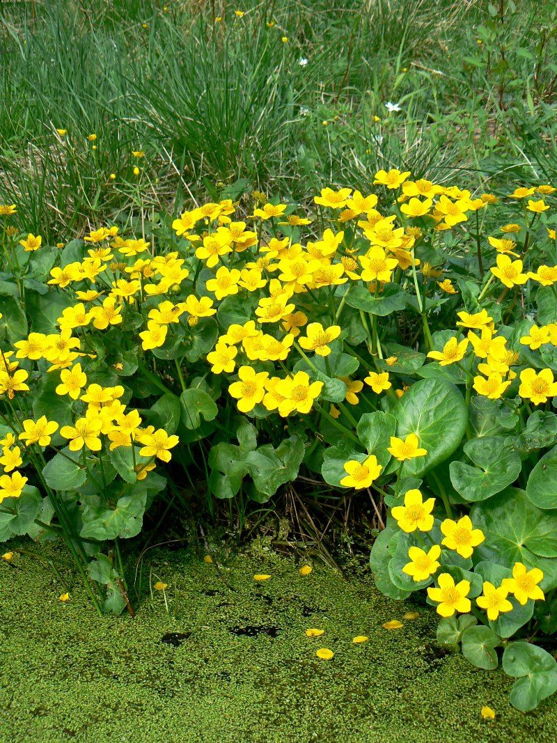 Изображение особи Caltha palustris.