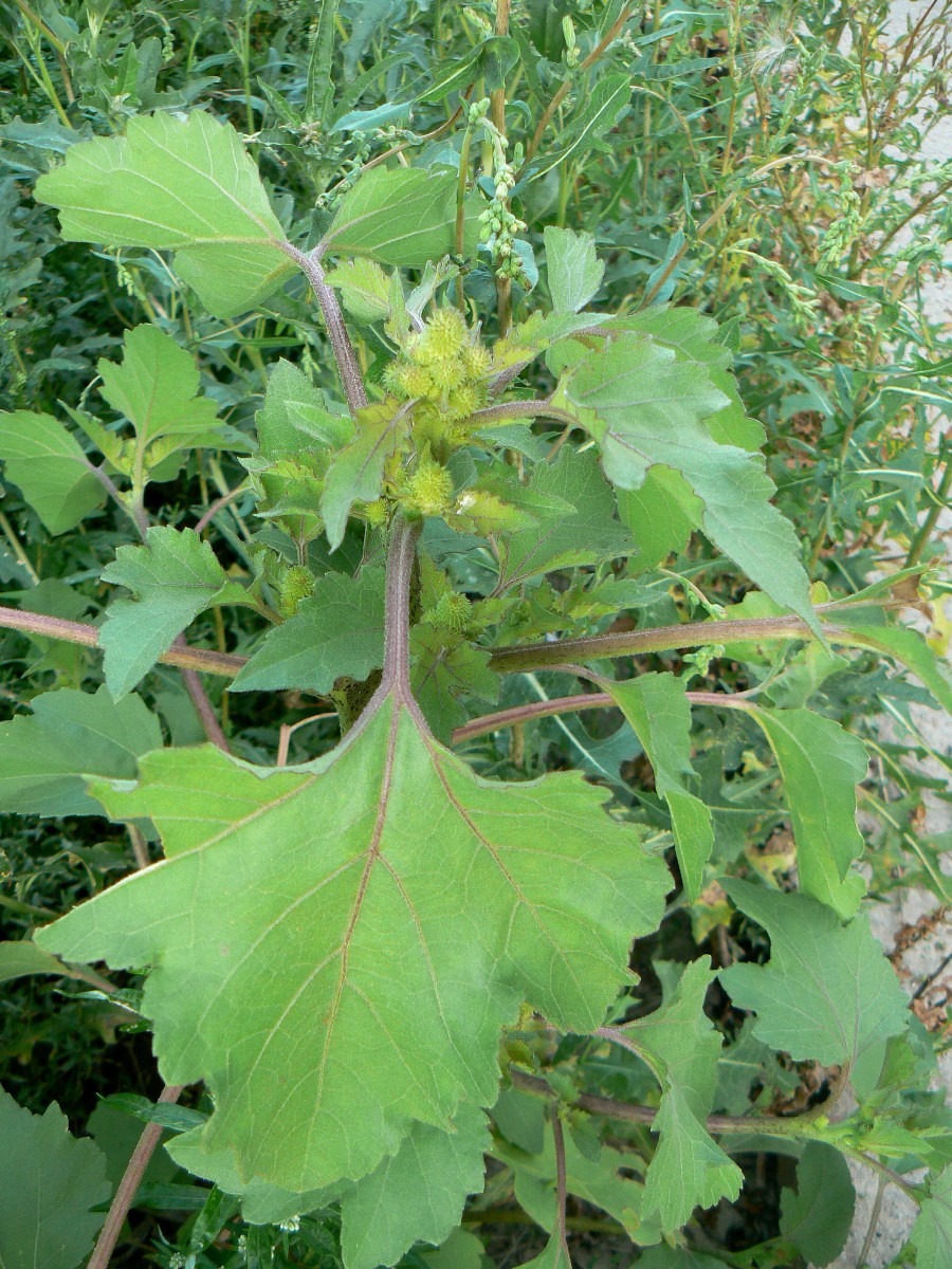 Image of Xanthium orientale specimen.