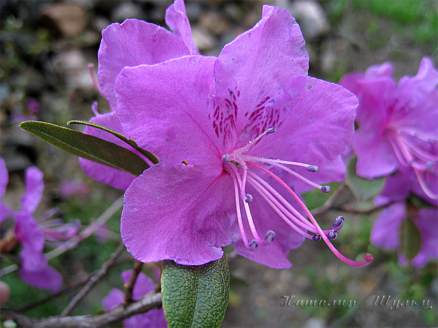 Image of Rhododendron ledebourii specimen.