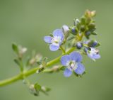 Image of taxon representative. Author is Владимир Брюхов