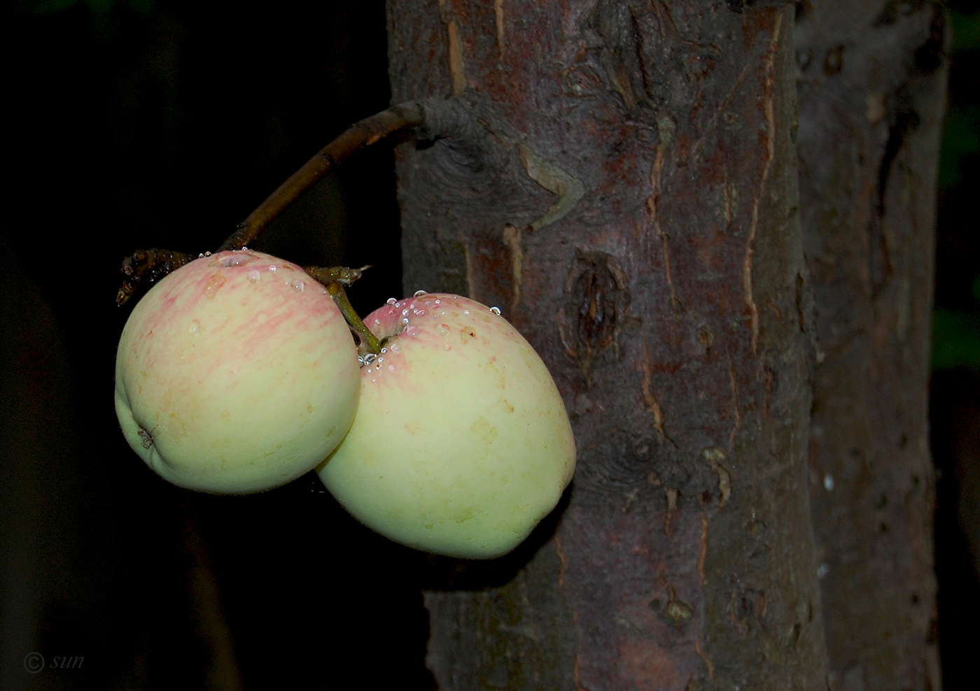 Image of Malus domestica specimen.