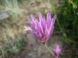 Allium griffithianum