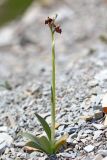 Ophrys mammosa подвид caucasica. Цветущее растение (высота растения 15 см; соцветия - 3 см). Краснодарский край, Анапский р-н, окр. с. Варваровка, приморский каменистый склон ЮЗ экспозиции. 28 апреля 2015 г.