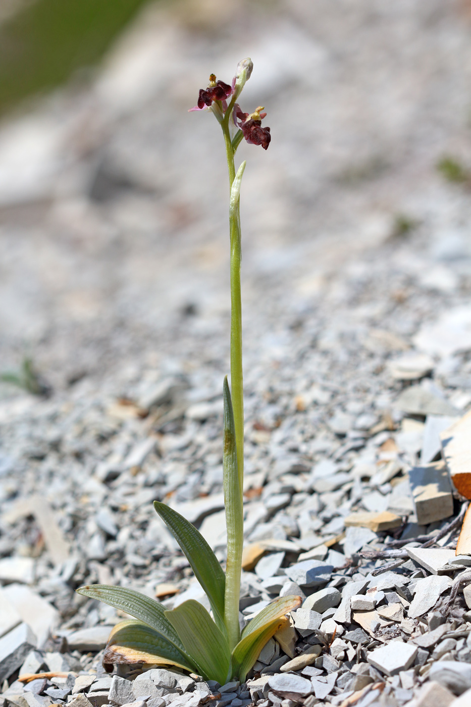 Изображение особи Ophrys mammosa ssp. caucasica.