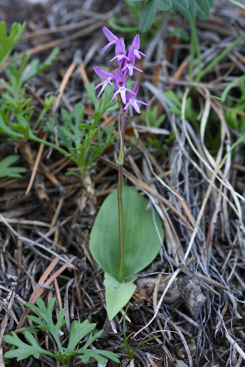 Image of Neottianthe cucullata specimen.