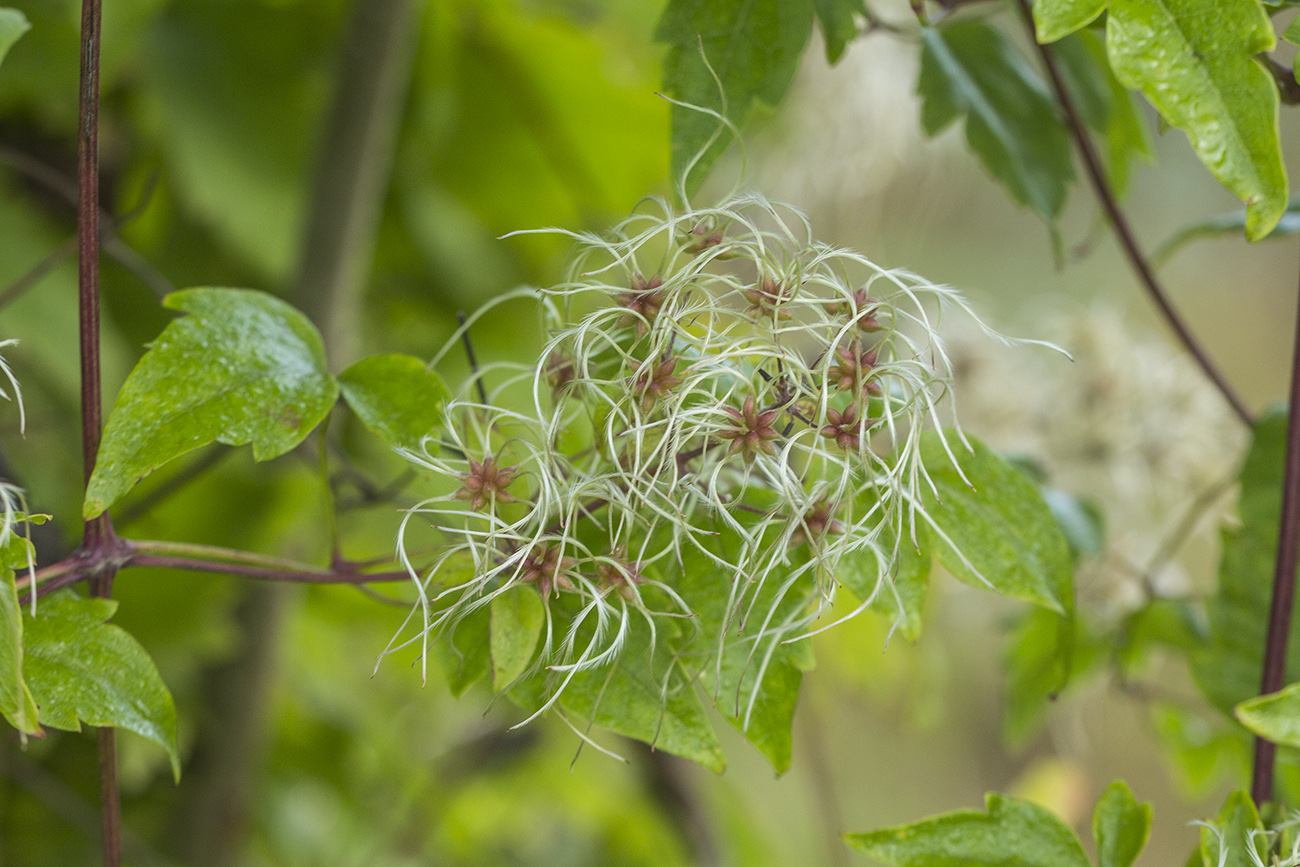 Image of Clematis vitalba specimen.