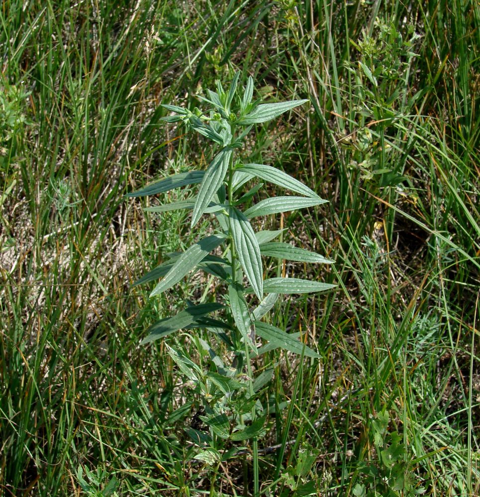 Image of Lithospermum officinale specimen.