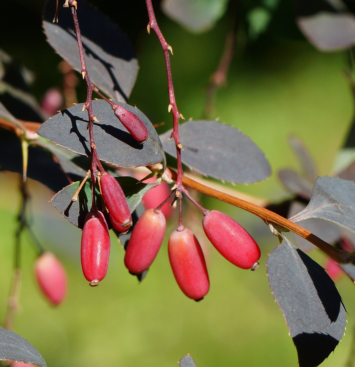 Image of Berberis vulgaris f. atropurpurea specimen.