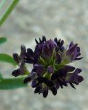 Image of taxon representative. Author is Ирина Пескова
