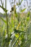 Sonchus humilis