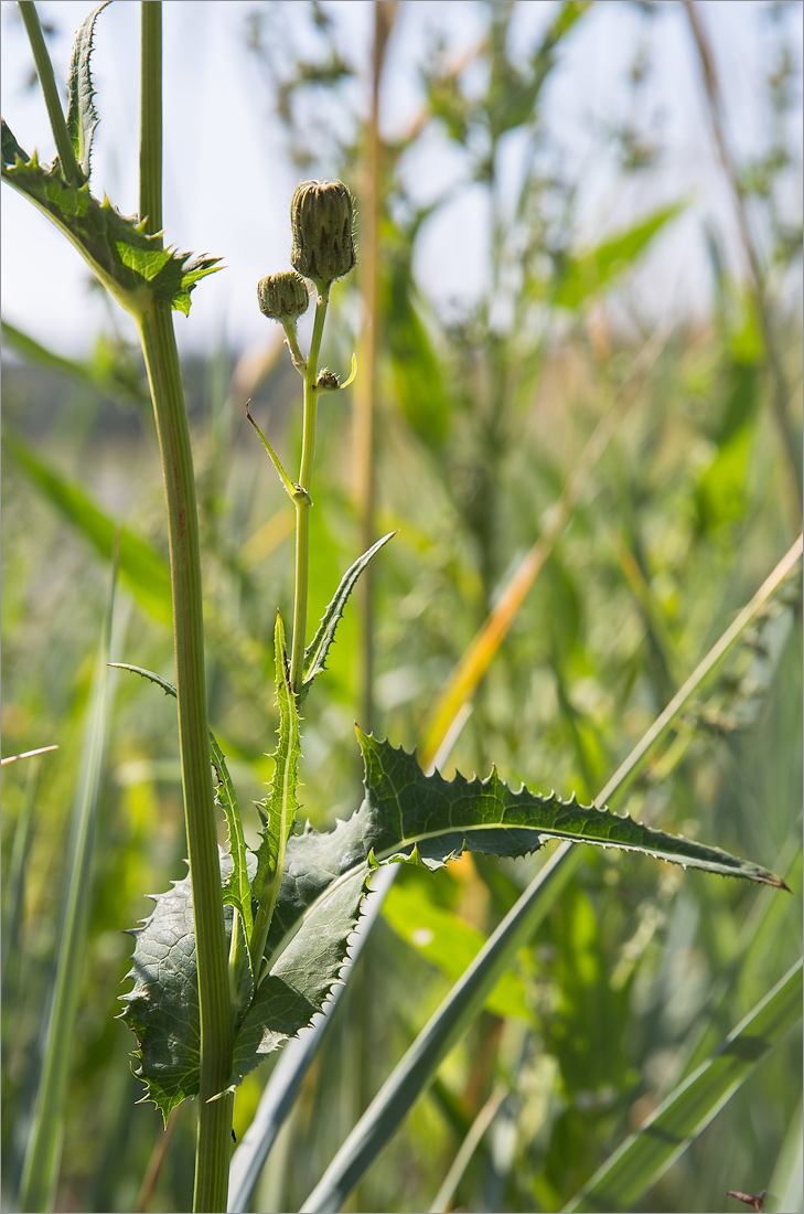 Image of Sonchus humilis specimen.