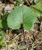 Petasites rubellus