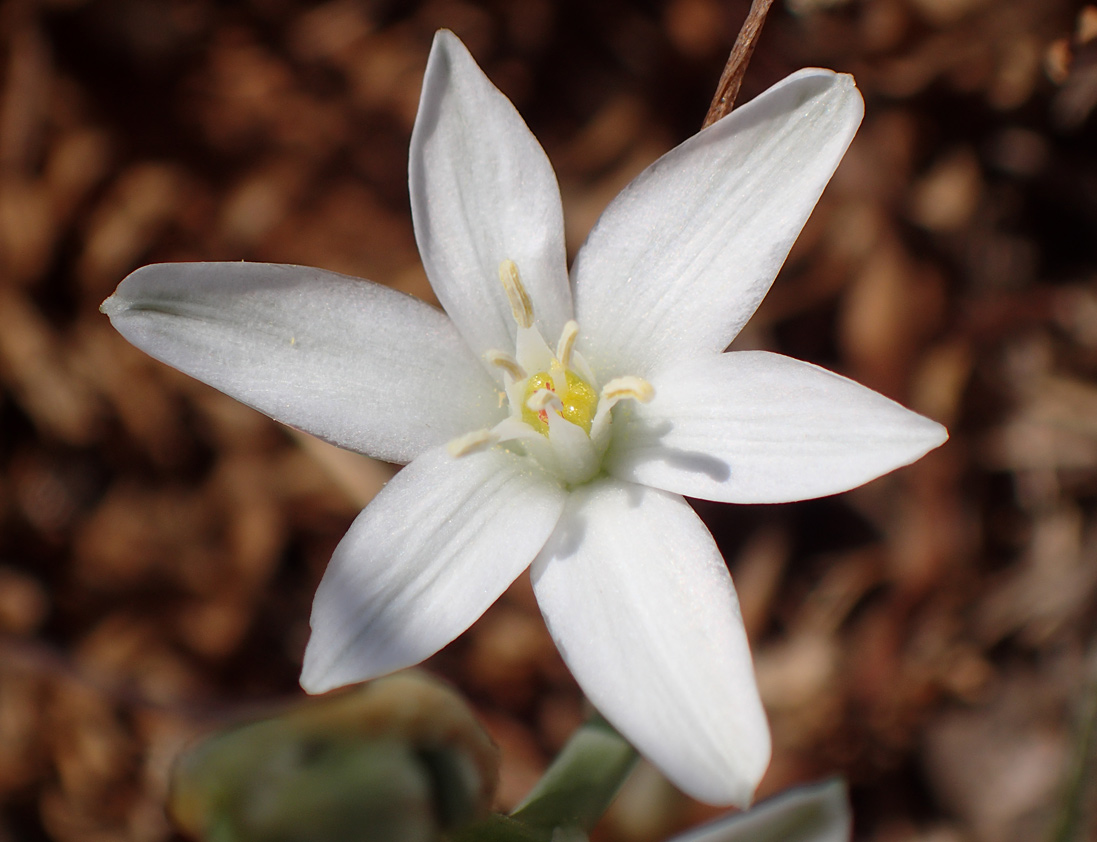 Изображение особи Ornithogalum comosum.