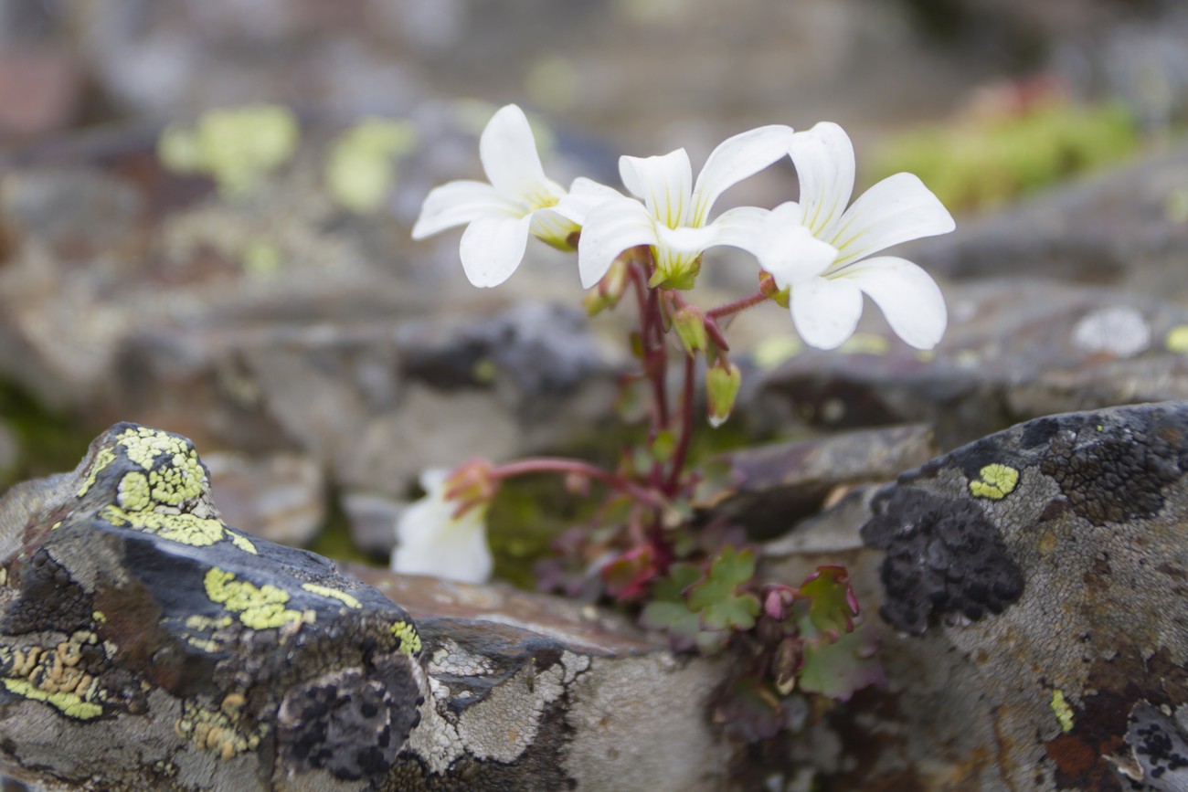 Image of Saxifraga sibirica specimen.