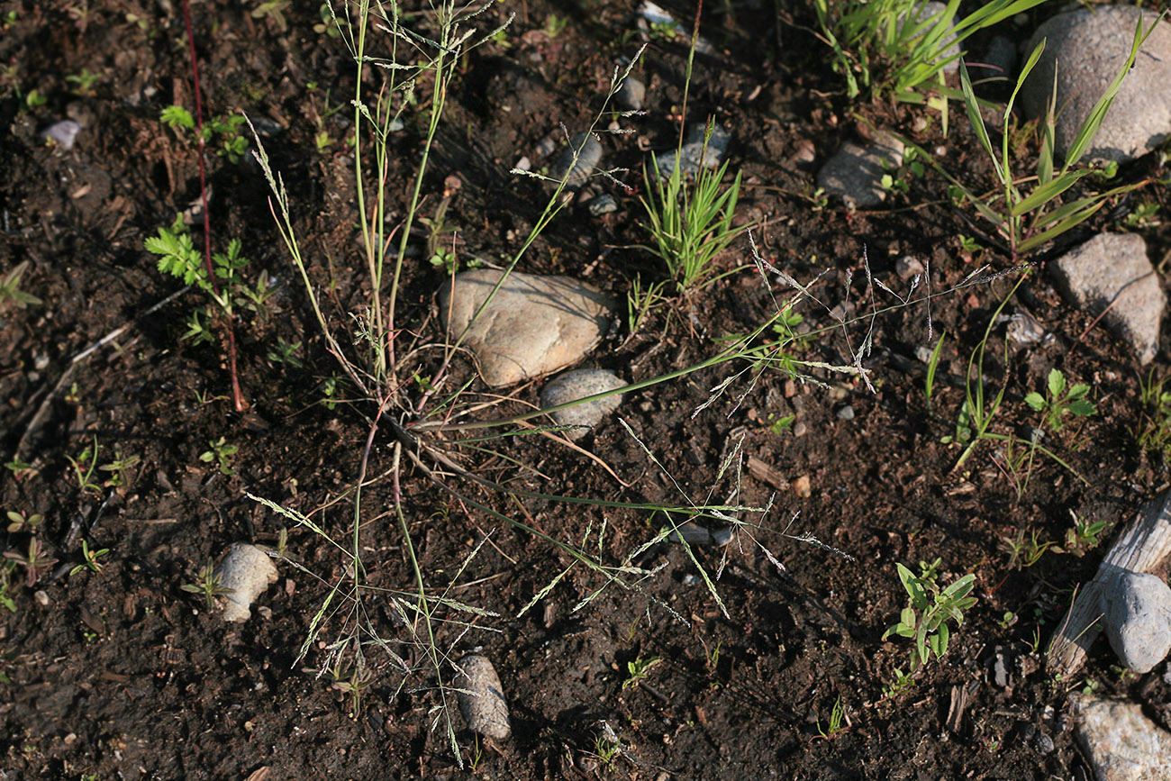 Image of Puccinellia hauptiana specimen.