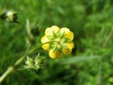 Potentilla chrysantha. Цветок (вид со стороны чашечки). Магаданская обл., г. Магадан, мкр-н Снежная Долина, на обочине дороги. 22.07.2016.