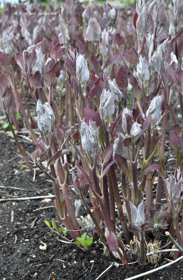 Изображение особи Clematis recta.