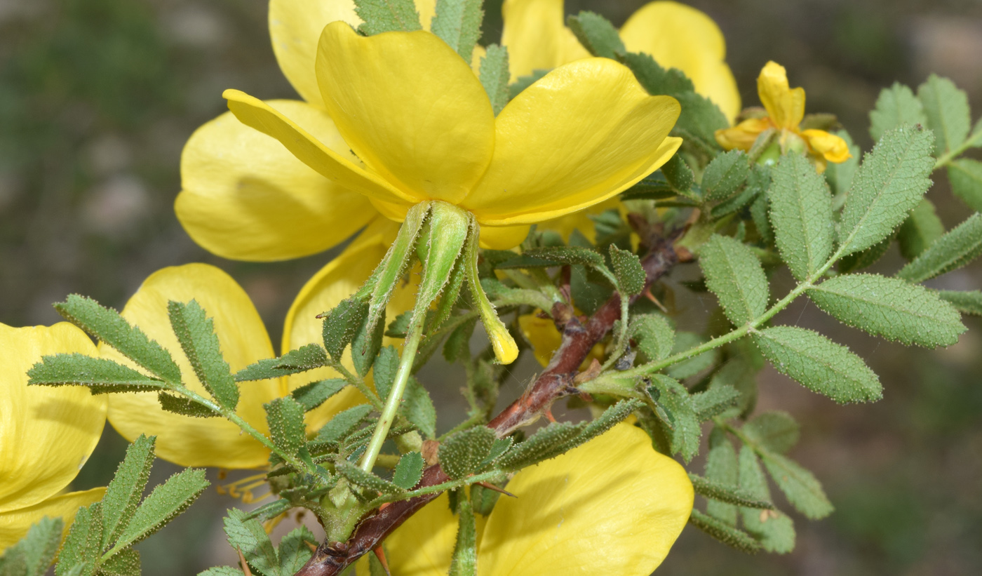 Image of Rosa ecae specimen.