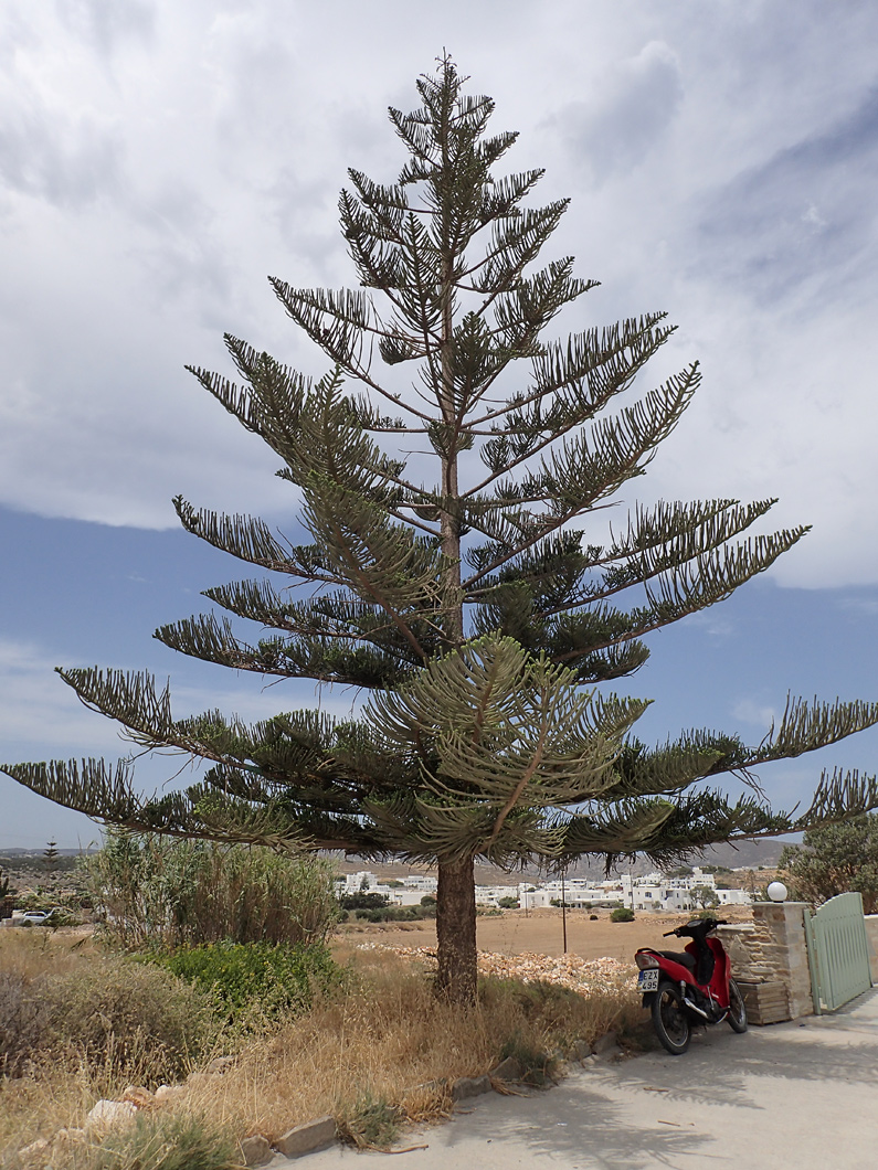 Image of Araucaria heterophylla specimen.