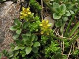 Sedum alpestre. Цветущие генеративные побеги и вегетативные побеги (в ассоциации с Thymus). Украина, Закарпатская обл., Раховский р-н, хр. Свидовец, ≈ 1800 м н.у.м., каменистая осыпь. 2 июля 2010 г.