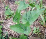 Brassica campestris