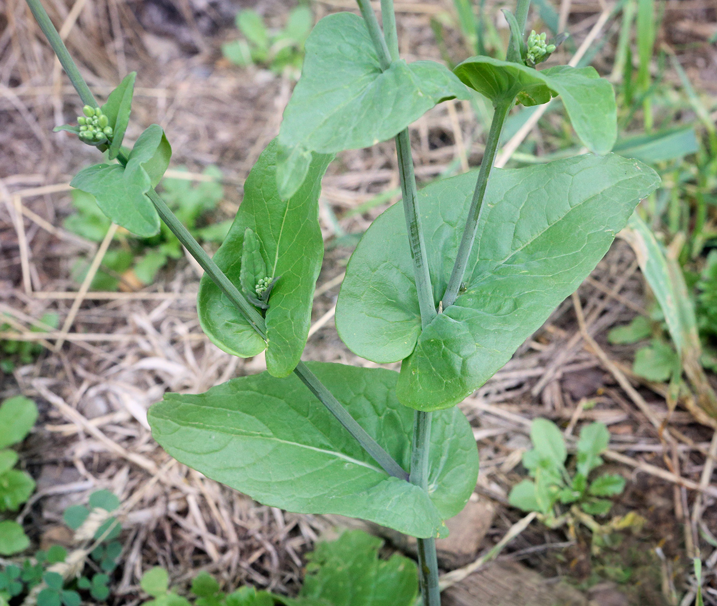 Изображение особи Brassica campestris.