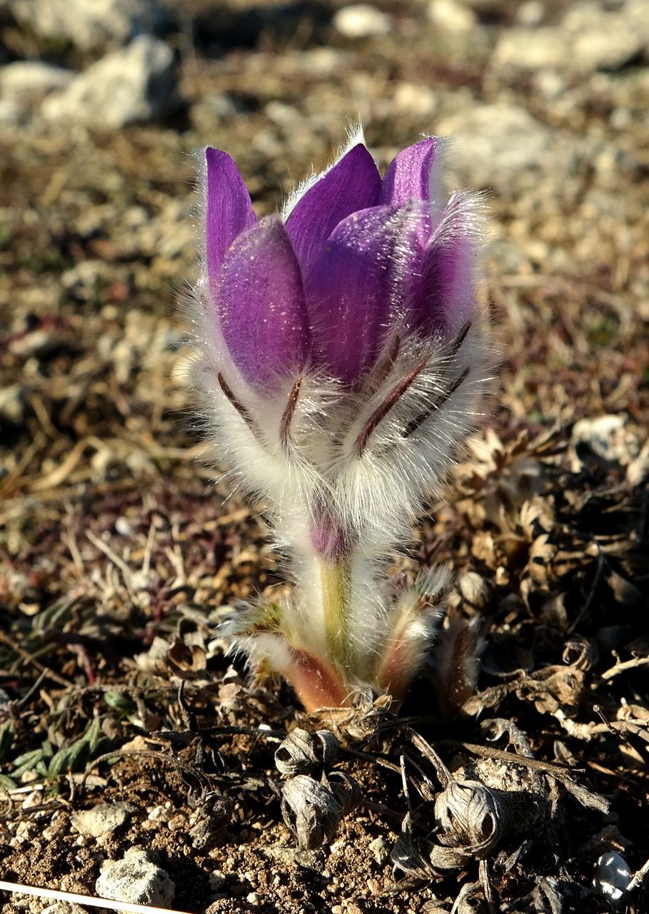 Image of Pulsatilla taurica specimen.