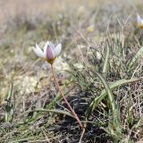 Tulipa biflora