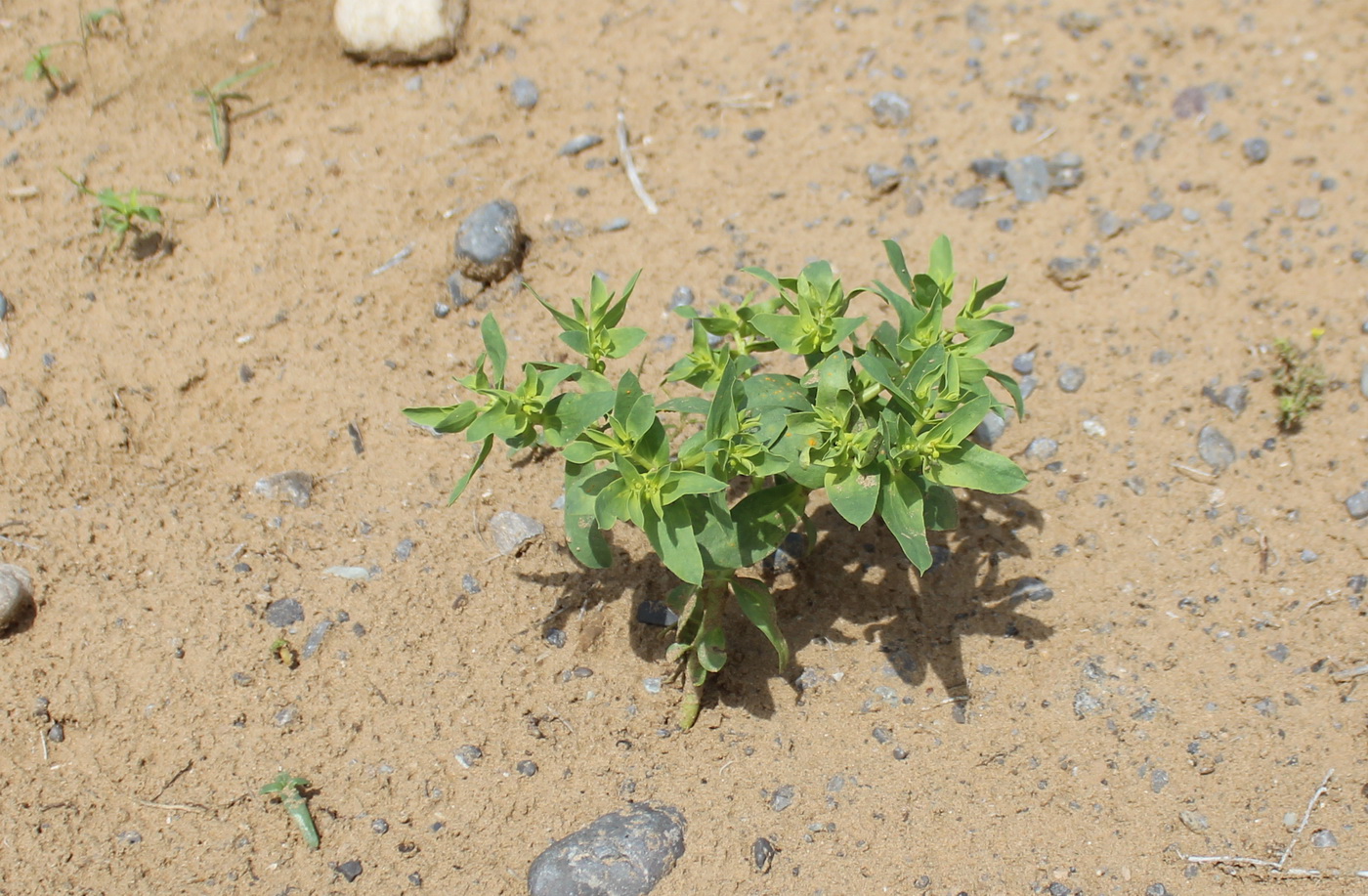 Изображение особи Euphorbia turczaninowii.