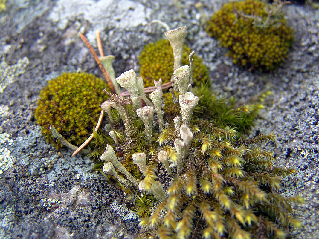 Изображение особи род Cladonia.