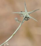 Nigella fumariifolia