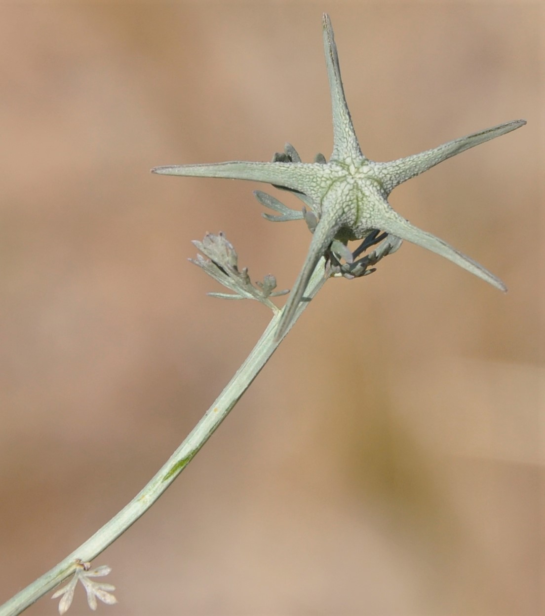 Image of Nigella fumariifolia specimen.