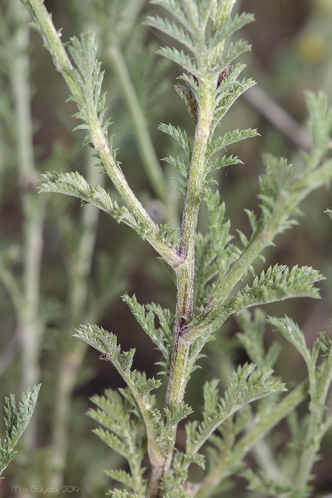 Image of genus Anthemis specimen.