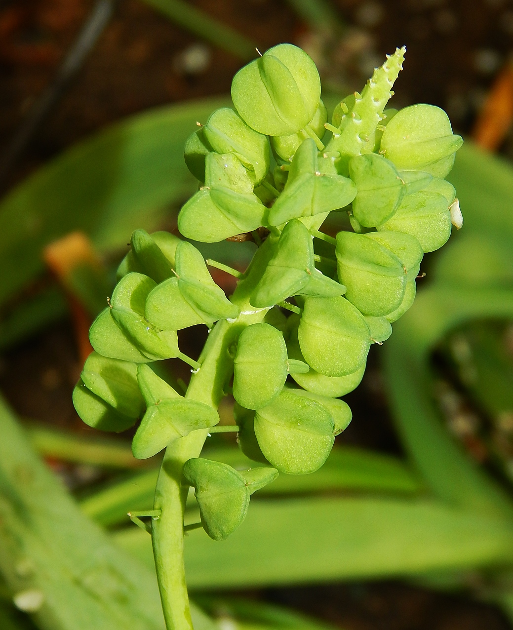 Изображение особи Muscari botryoides.