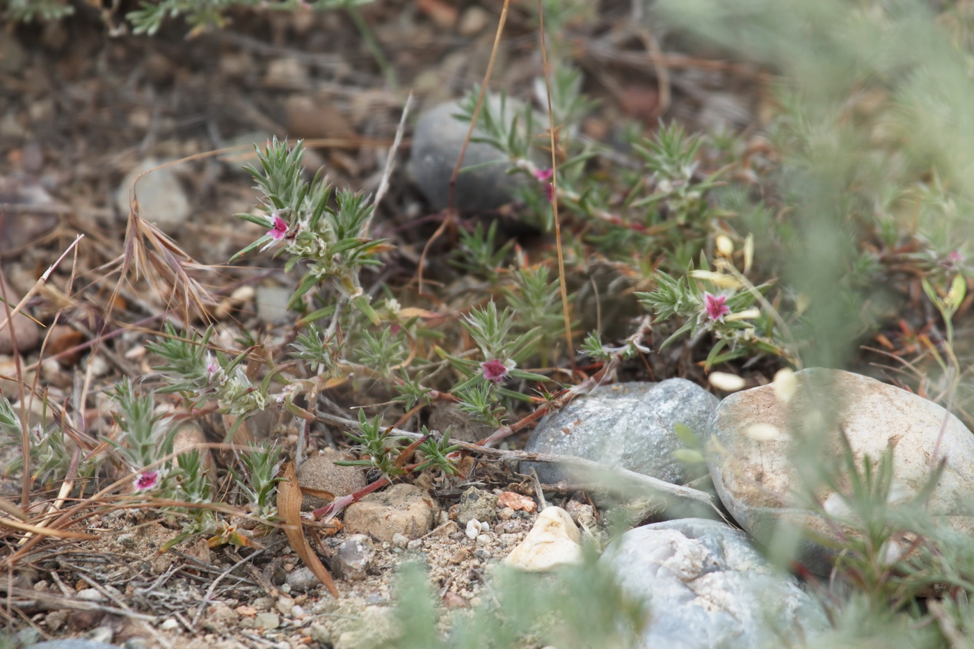 Image of Polygonum paronychioides specimen.