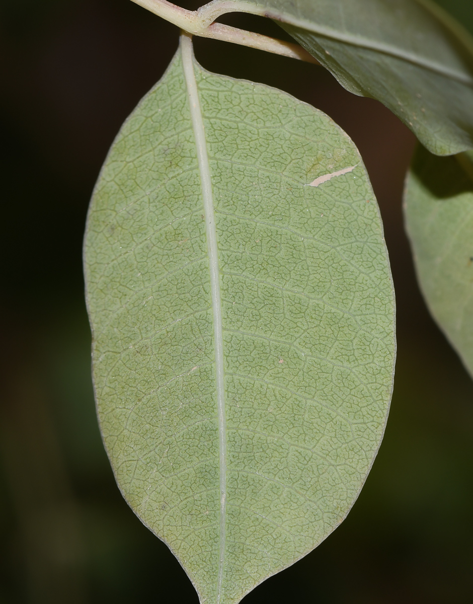 Изображение особи Sclerocarya birrea.