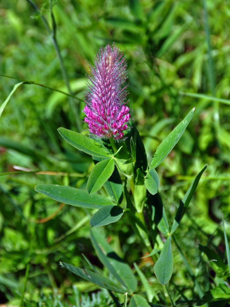 Image of Trifolium rubens specimen.