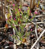 Centaurium pulchellum. Крупное цветущее растение (высота около 8 см). Санкт-Петербург, Шушары, территория завода Тойота, на насыпном грунте вместе с Tripolium vulgare, Odontites vulgaris, Puccinelia sp., Phragmites australis. 25.07.2019.