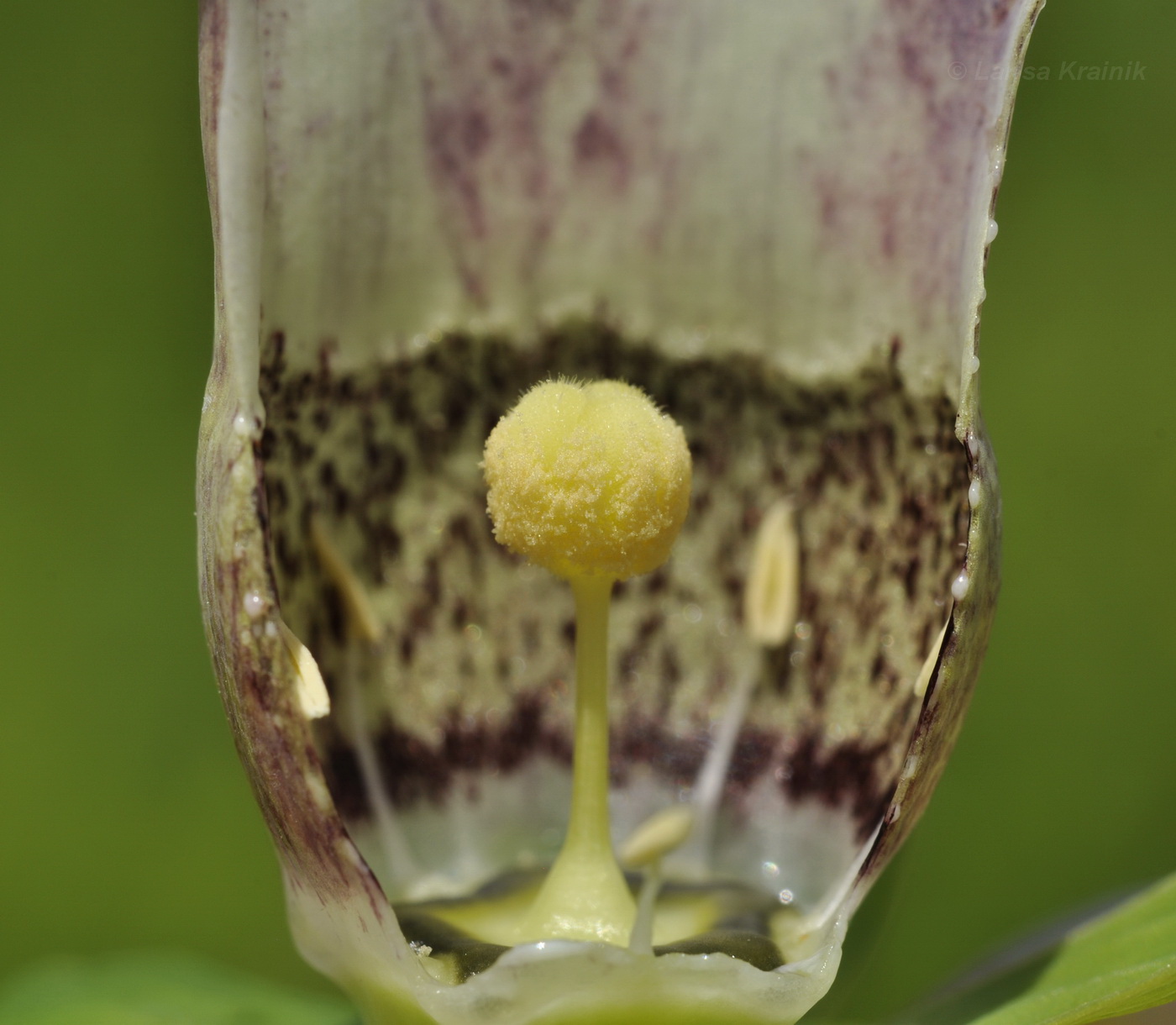 Изображение особи Codonopsis ussuriensis.