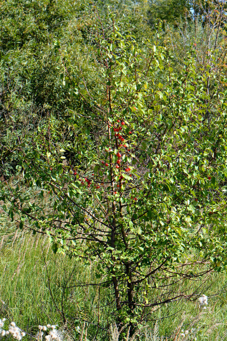 Image of Malus domestica ssp. cerasifera specimen.