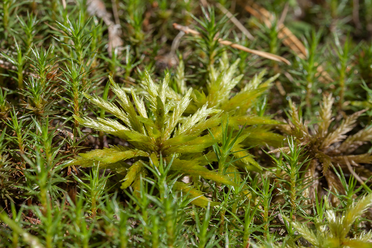 Image of Climacium dendroides specimen.