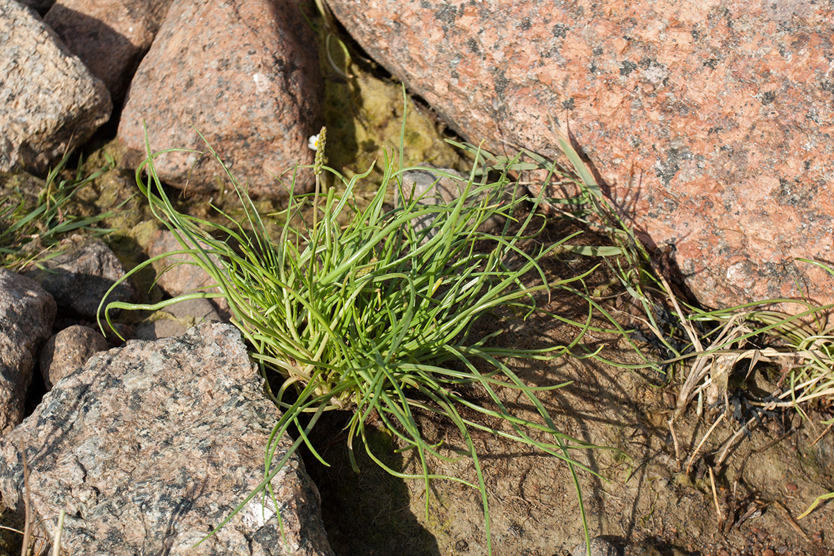Image of Plantago maritima specimen.