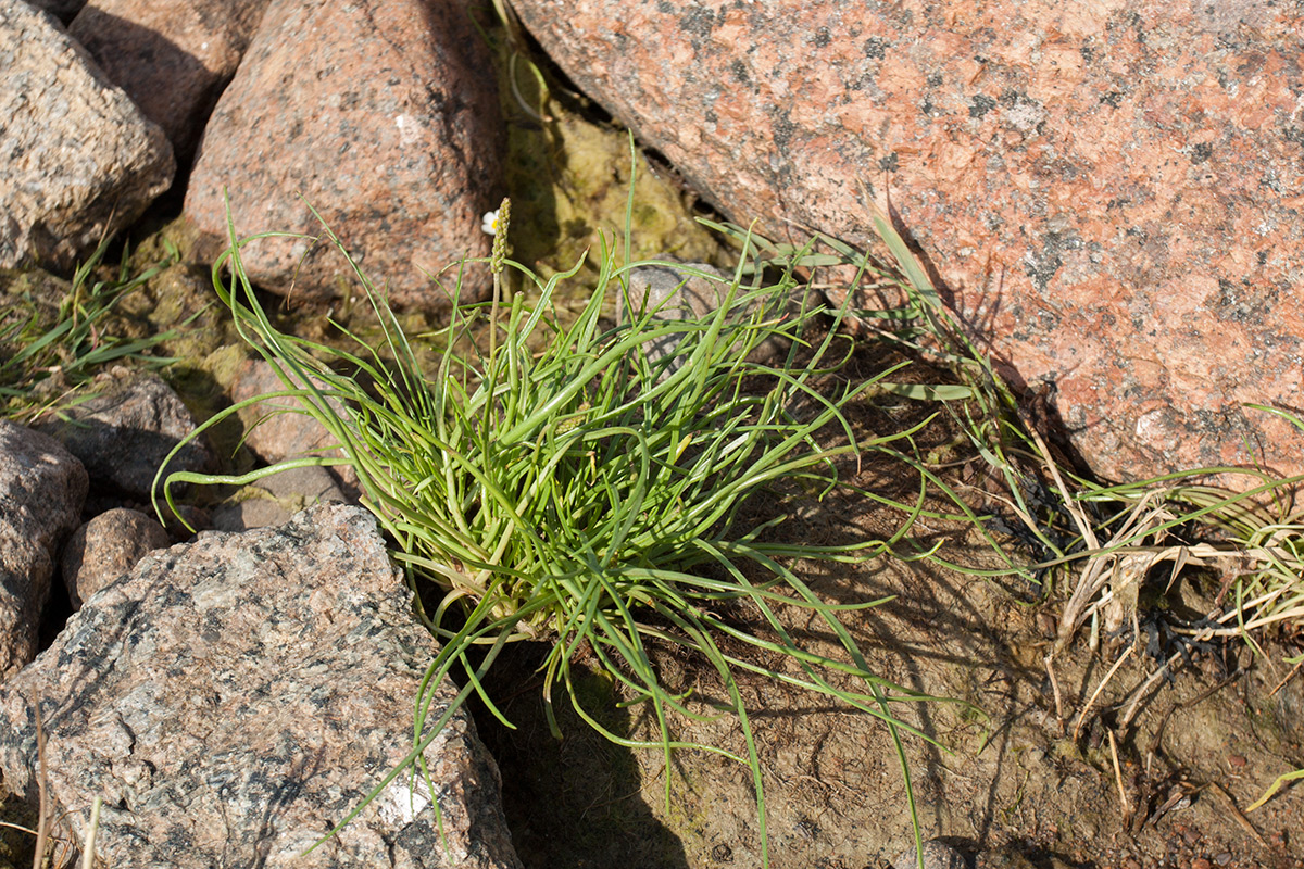 Изображение особи Plantago maritima.